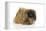 Pekingese Dog-null-Framed Premier Image Canvas