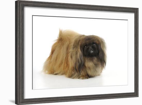 Pekingese Dog-null-Framed Photographic Print