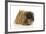 Pekingese Dog-null-Framed Photographic Print