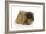 Pekingese Dog-null-Framed Photographic Print