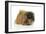 Pekingese Dog-null-Framed Photographic Print