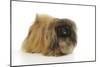 Pekingese Dog-null-Mounted Photographic Print