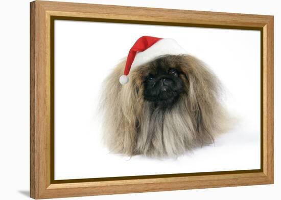 Pekingese in Christmas Hat-null-Framed Premier Image Canvas