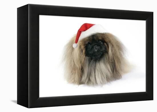 Pekingese in Christmas Hat-null-Framed Premier Image Canvas