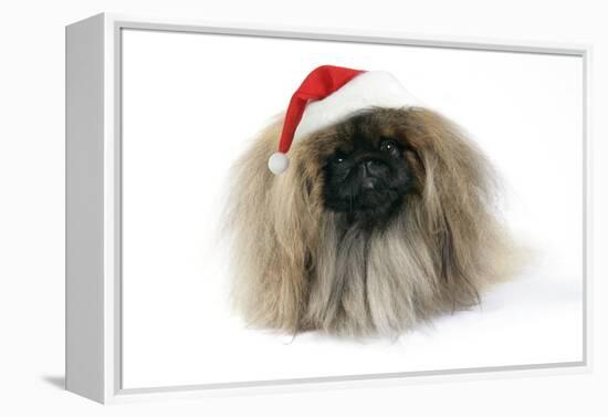 Pekingese in Christmas Hat-null-Framed Premier Image Canvas