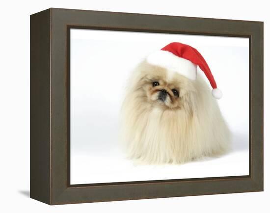 Pekingese in Christmas Hat-null-Framed Premier Image Canvas