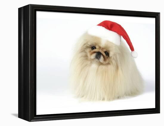 Pekingese in Christmas Hat-null-Framed Premier Image Canvas