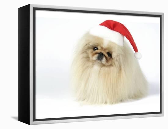 Pekingese in Christmas Hat-null-Framed Premier Image Canvas