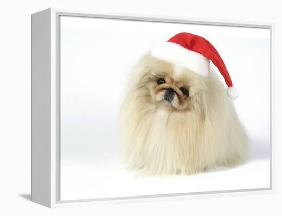 Pekingese in Christmas Hat-null-Framed Premier Image Canvas