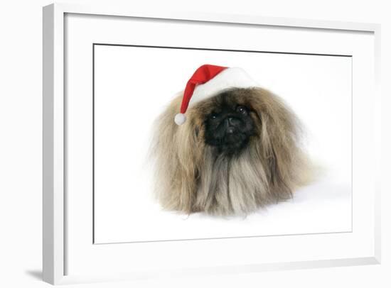 Pekingese in Christmas Hat-null-Framed Photographic Print