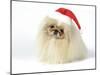 Pekingese in Christmas Hat-null-Mounted Photographic Print