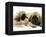 Pekingese Pup with English Mastiff Puppy-Jane Burton-Framed Premier Image Canvas