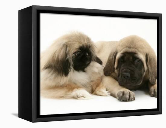 Pekingese Pup with English Mastiff Puppy-Jane Burton-Framed Premier Image Canvas