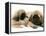 Pekingese Pup with English Mastiff Puppy-Jane Burton-Framed Premier Image Canvas