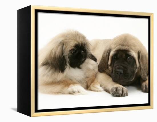 Pekingese Pup with English Mastiff Puppy-Jane Burton-Framed Premier Image Canvas