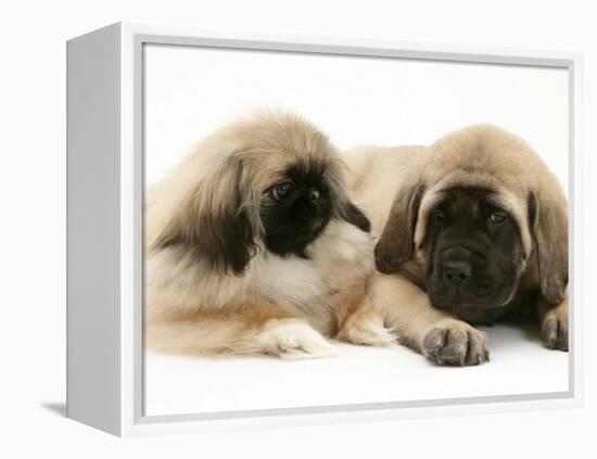 Pekingese Pup with English Mastiff Puppy-Jane Burton-Framed Premier Image Canvas