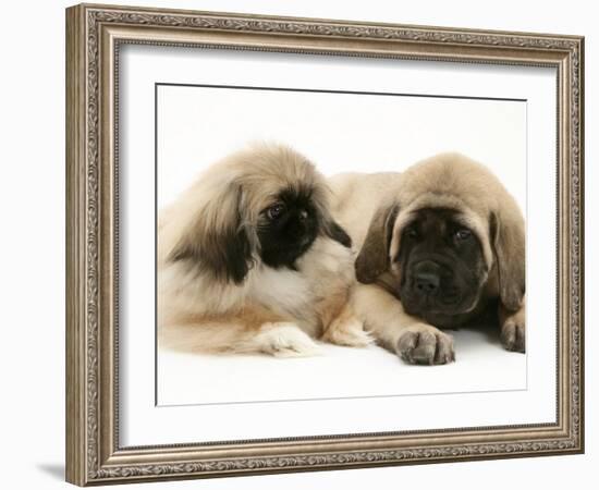 Pekingese Pup with English Mastiff Puppy-Jane Burton-Framed Photographic Print