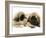 Pekingese Pup with English Mastiff Puppy-Jane Burton-Framed Photographic Print