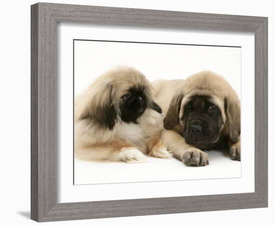 Pekingese Pup with English Mastiff Puppy-Jane Burton-Framed Photographic Print