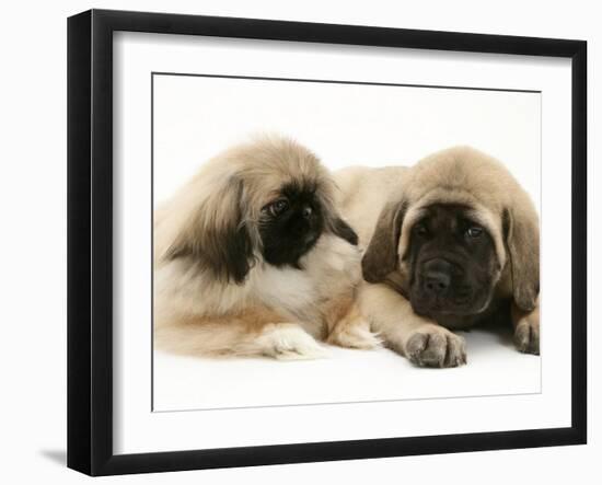 Pekingese Pup with English Mastiff Puppy-Jane Burton-Framed Photographic Print