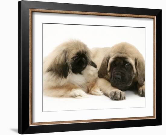 Pekingese Pup with English Mastiff Puppy-Jane Burton-Framed Photographic Print