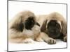 Pekingese Pup with English Mastiff Puppy-Jane Burton-Mounted Photographic Print