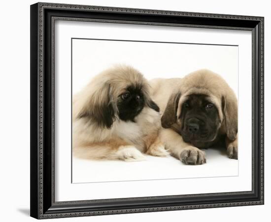 Pekingese Pup with English Mastiff Puppy-Jane Burton-Framed Photographic Print