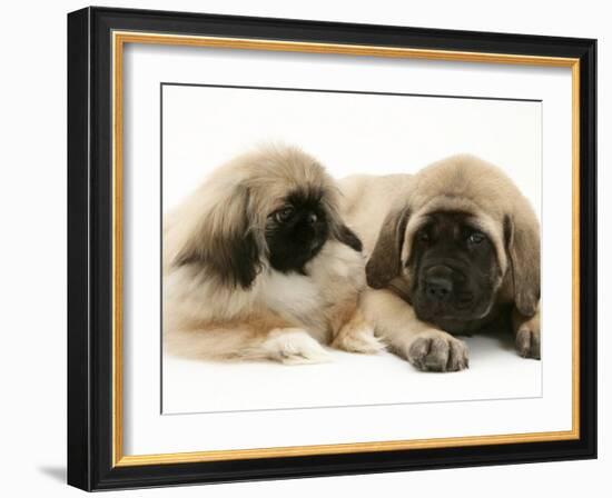 Pekingese Pup with English Mastiff Puppy-Jane Burton-Framed Photographic Print