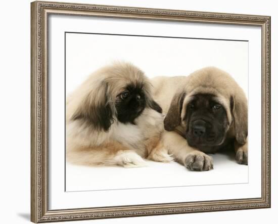 Pekingese Pup with English Mastiff Puppy-Jane Burton-Framed Photographic Print