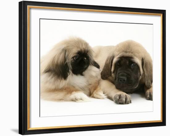 Pekingese Pup with English Mastiff Puppy-Jane Burton-Framed Photographic Print