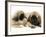 Pekingese Pup with English Mastiff Puppy-Jane Burton-Framed Photographic Print