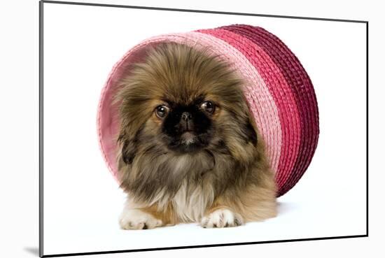 Pekingese Puppy in Studio in Pink Raffia Pot-null-Mounted Photographic Print