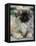 Pekingese Puppy Portrait-Adriano Bacchella-Framed Premier Image Canvas