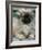 Pekingese Puppy Portrait-Adriano Bacchella-Framed Photographic Print