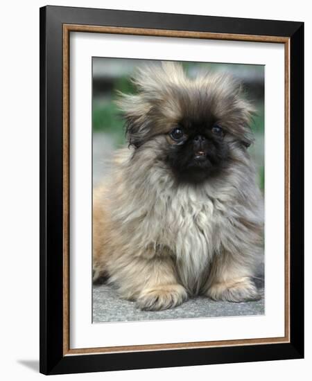 Pekingese Puppy Portrait-Adriano Bacchella-Framed Photographic Print