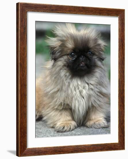 Pekingese Puppy Portrait-Adriano Bacchella-Framed Photographic Print