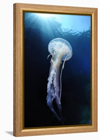 Pelagia Stinger - Common Jellyfish (Pelagia Noctiluca) Malta, Mediteranean, May 2009-Zankl-Framed Premier Image Canvas