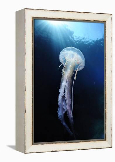 Pelagia Stinger - Common Jellyfish (Pelagia Noctiluca) Malta, Mediteranean, May 2009-Zankl-Framed Premier Image Canvas