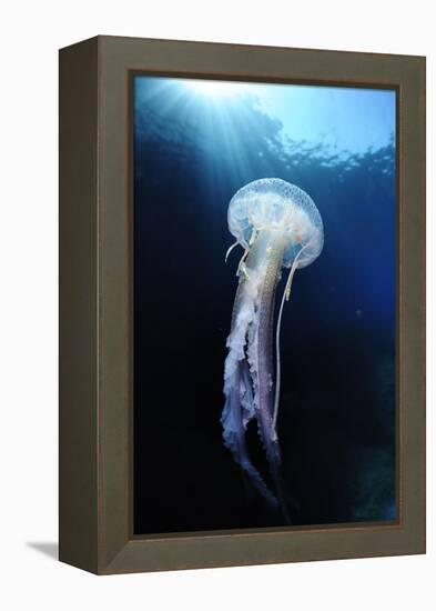 Pelagia Stinger - Common Jellyfish (Pelagia Noctiluca) Malta, Mediteranean, May 2009-Zankl-Framed Premier Image Canvas