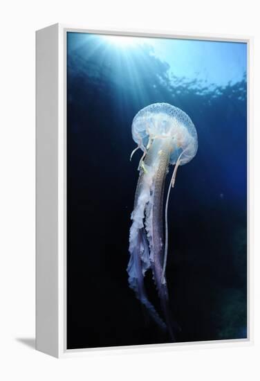 Pelagia Stinger - Common Jellyfish (Pelagia Noctiluca) Malta, Mediteranean, May 2009-Zankl-Framed Premier Image Canvas