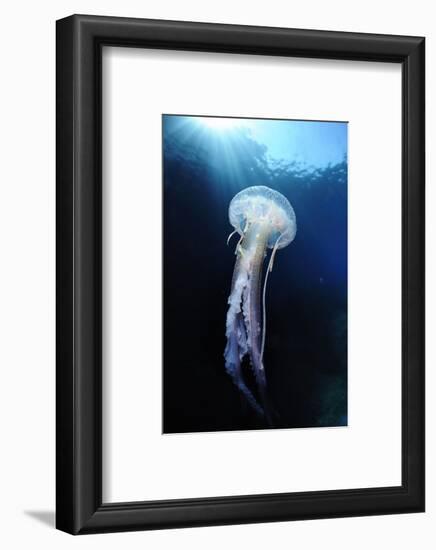 Pelagia Stinger - Common Jellyfish (Pelagia Noctiluca) Malta, Mediteranean, May 2009-Zankl-Framed Photographic Print