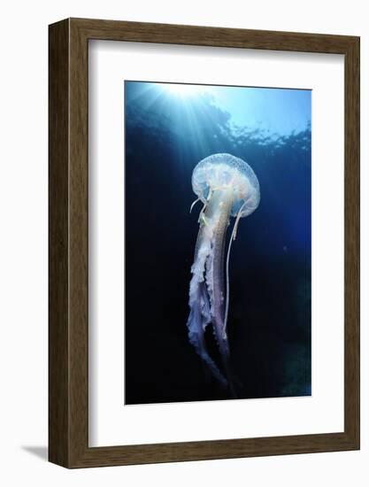 Pelagia Stinger - Common Jellyfish (Pelagia Noctiluca) Malta, Mediteranean, May 2009-Zankl-Framed Photographic Print