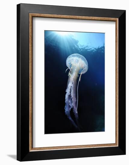 Pelagia Stinger - Common Jellyfish (Pelagia Noctiluca) Malta, Mediteranean, May 2009-Zankl-Framed Photographic Print