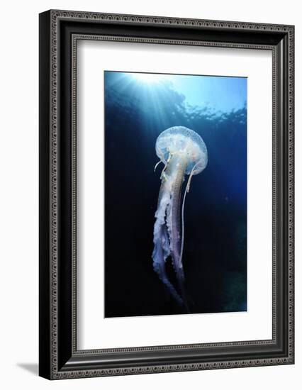 Pelagia Stinger - Common Jellyfish (Pelagia Noctiluca) Malta, Mediteranean, May 2009-Zankl-Framed Photographic Print