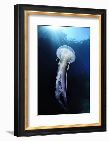 Pelagia Stinger - Common Jellyfish (Pelagia Noctiluca) Malta, Mediteranean, May 2009-Zankl-Framed Photographic Print