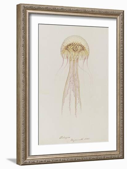 Pelagia, Weymouth, 1853: Pelagia Noctiluca: Jellyfish-Philip Henry Gosse-Framed Giclee Print