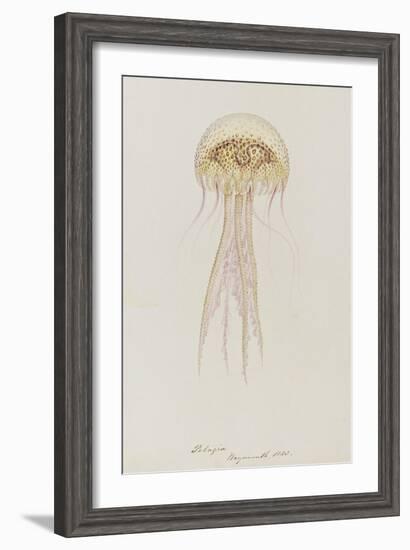 Pelagia, Weymouth, 1853: Pelagia Noctiluca: Jellyfish-Philip Henry Gosse-Framed Giclee Print