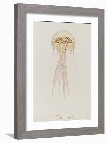 Pelagia, Weymouth, 1853: Pelagia Noctiluca: Jellyfish-Philip Henry Gosse-Framed Giclee Print