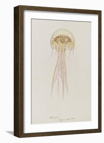 Pelagia, Weymouth, 1853: Pelagia Noctiluca: Jellyfish-Philip Henry Gosse-Framed Giclee Print