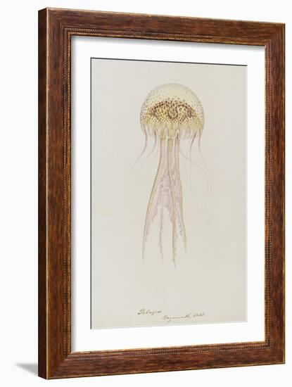 Pelagia, Weymouth, 1853: Pelagia Noctiluca: Jellyfish-Philip Henry Gosse-Framed Giclee Print